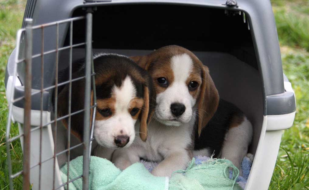 transporte de perros transporte de perros