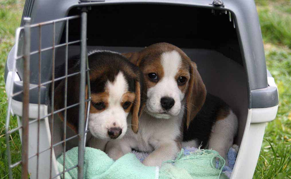 ayudar a las protectoras en los envíos de los animales adoptados ayudar a las protectoras en los envíos de los animales adoptados