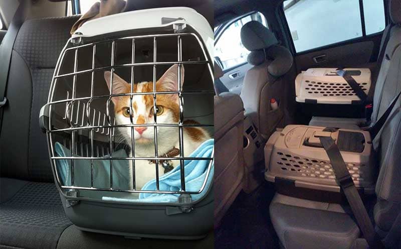 trasportin caja transporte gato coche seguro cinturon